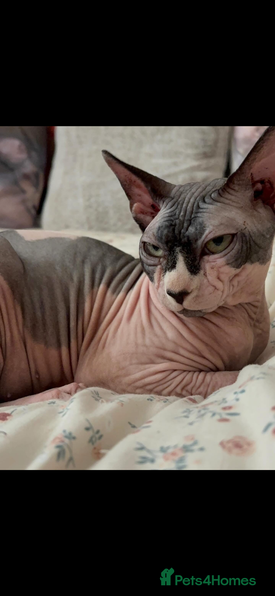 Sphynx cats for sale: Male Sphynx – Sidrick – 1½ Years Old - Advert 2