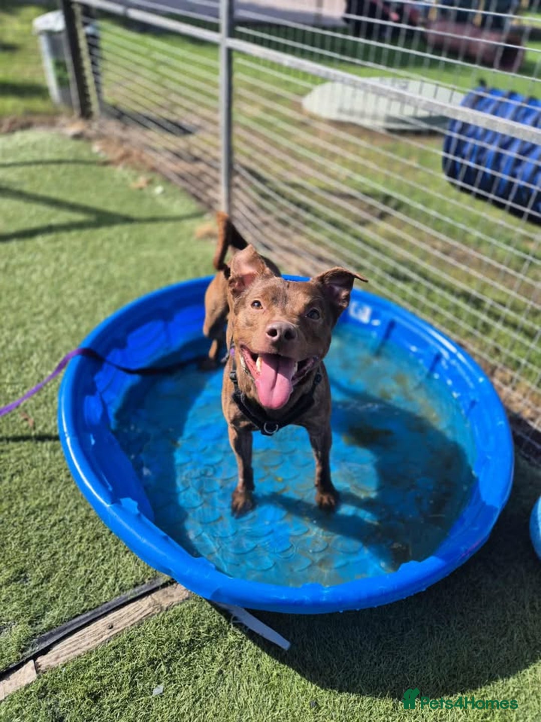 Mixed Breed dogs for adoption: MADDOX - YOUNG MALE STAFFIE CROSS in Newton Abbot - Image 3