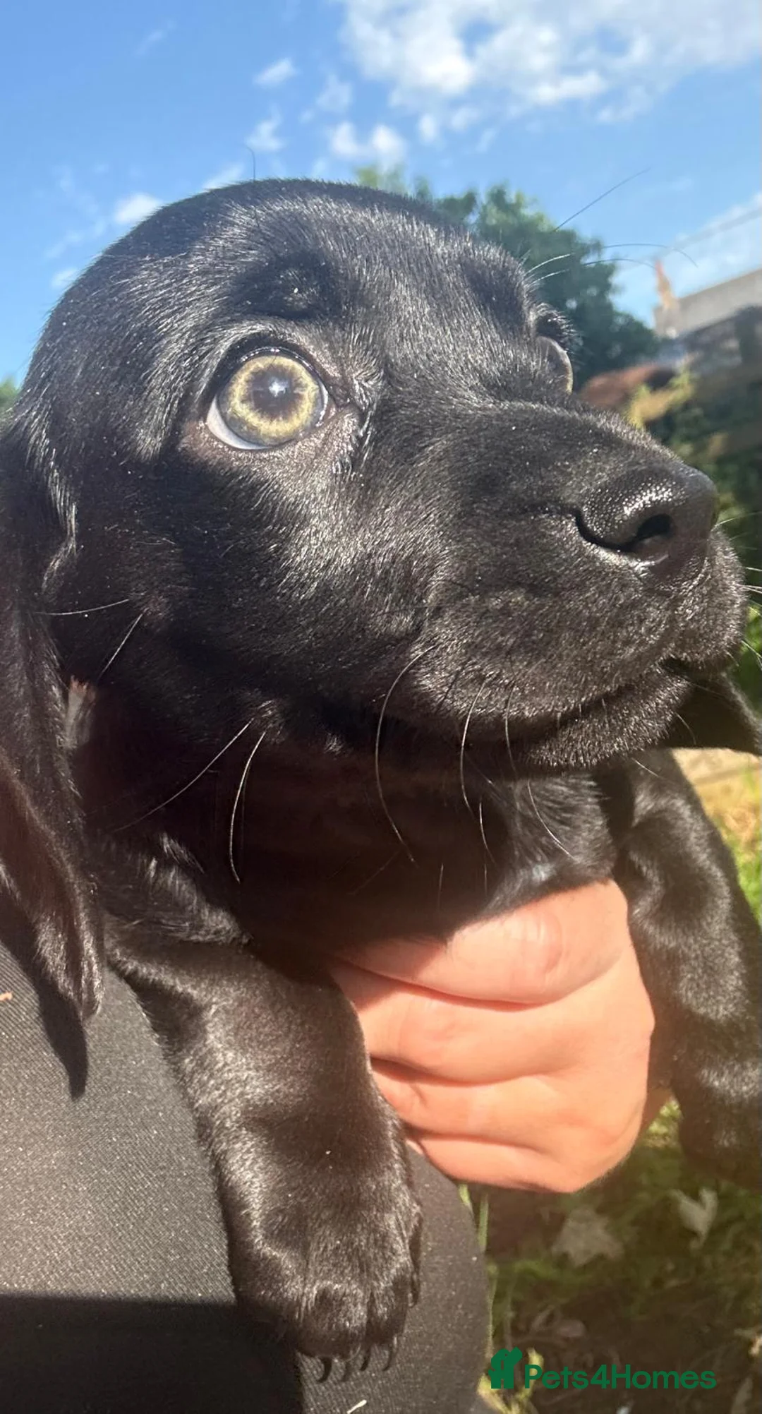 Mixed Breed dogs for sale: Dauschund/ dauschund cross in Tidworth - Advert 4