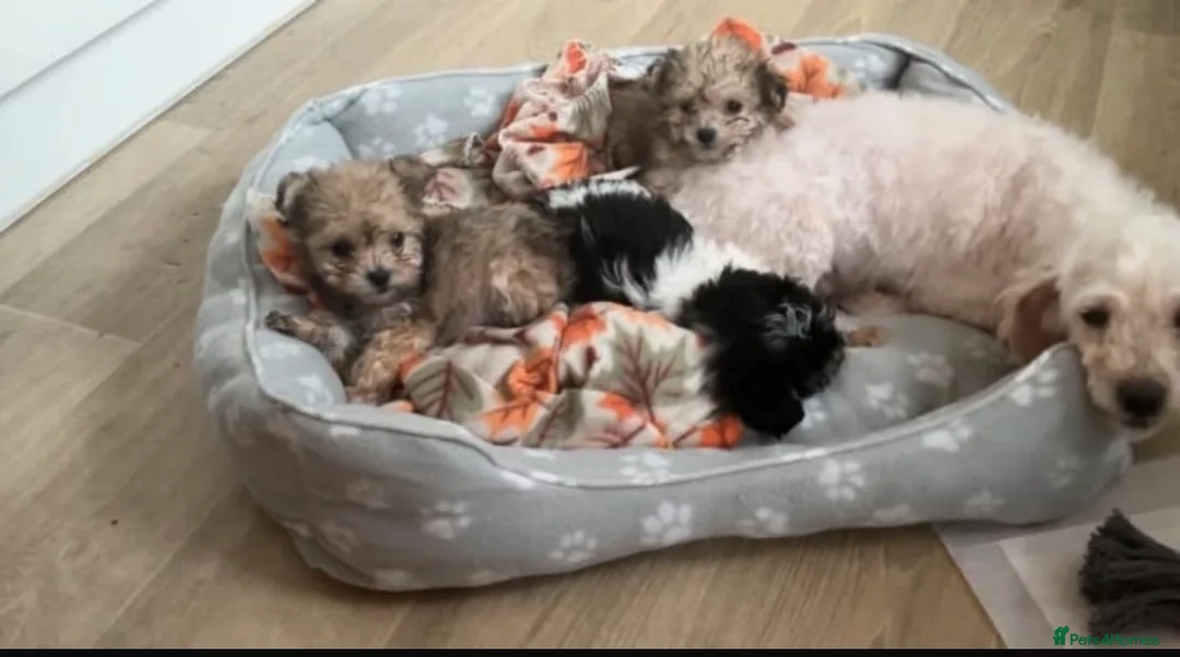 Toy Poodle dogs for sale: 3 tiny toy poodles looking for there forever home - Advert 10