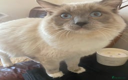 Ragdoll cats for stud: Ragdoll Male GCCF and TICA for stud duties in London - Image 4