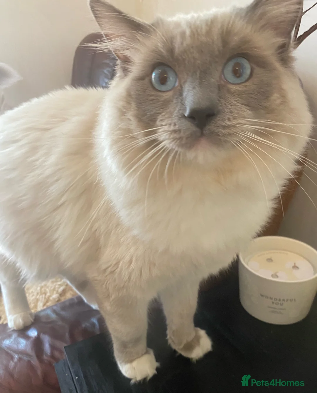 Ragdoll cats for stud: Ragdoll Male GCCF and TICA for stud duties in London - Advert 4