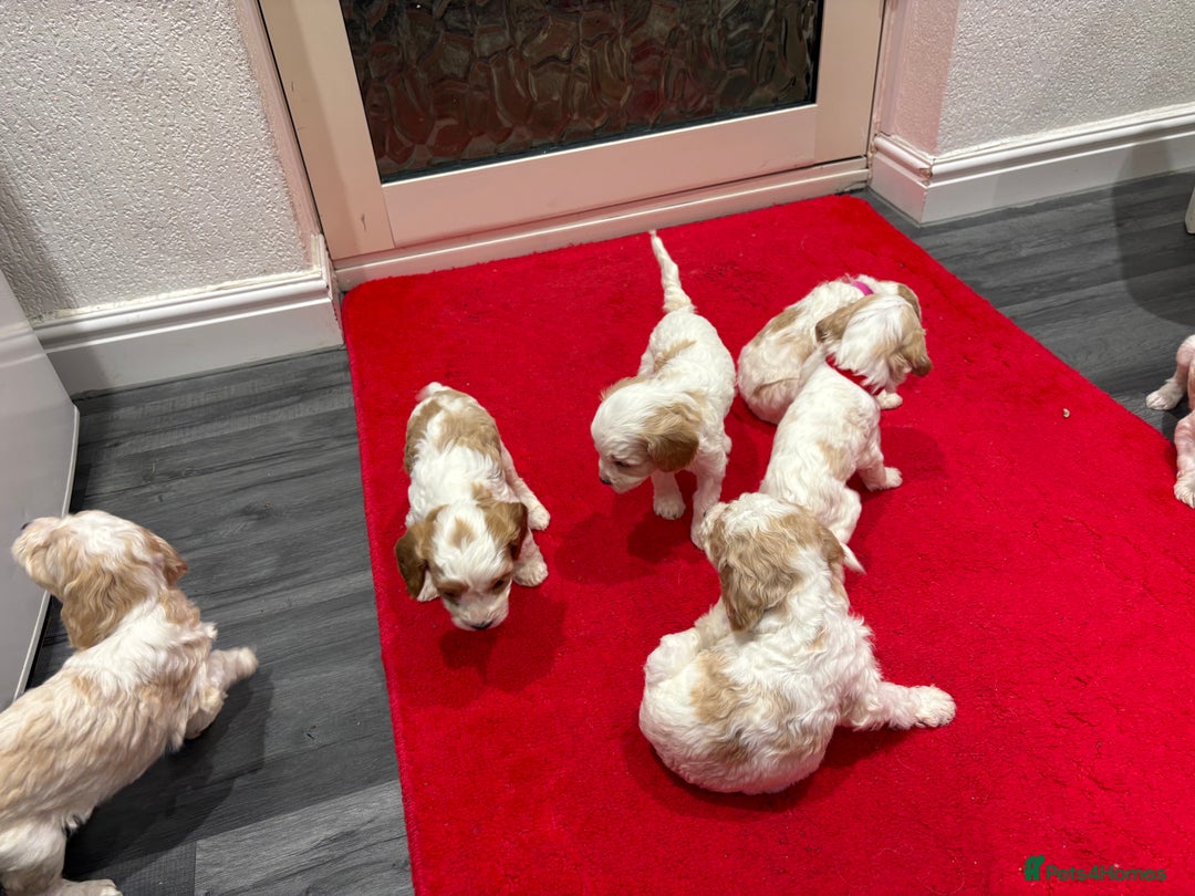 Cavapoo dogs for sale: Cavapoo  - Advert 8