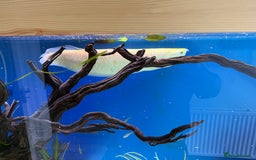 Cichlids fish for sale: Albino Arowana - Image 6