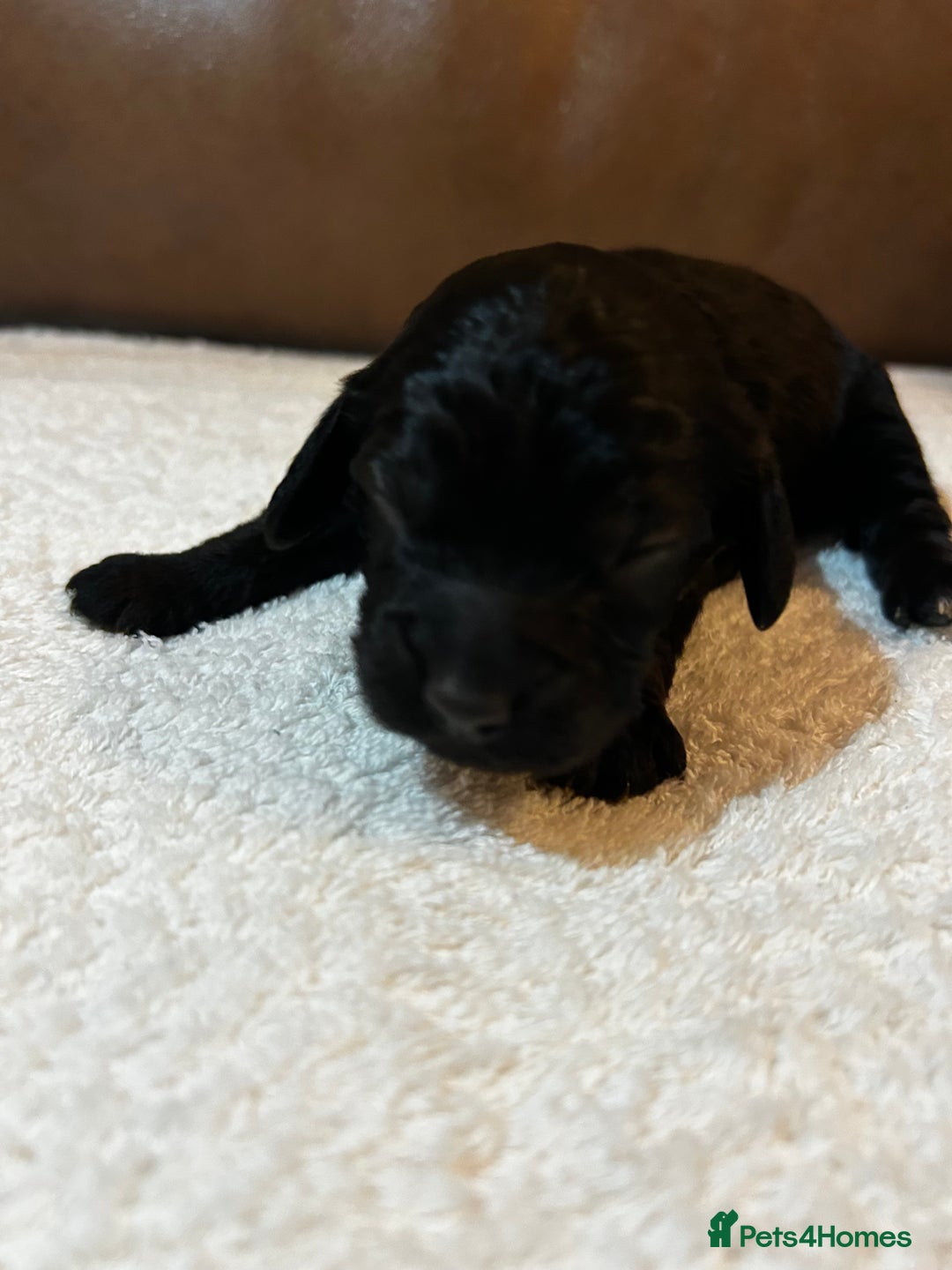 Cockapoo dogs for sale: Toy Cockapoo’s  - Advert 6