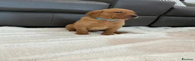 Labrador Retriever Puppy 2