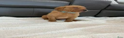 Labrador Retriever dogs for sale: For Red Labrador pups. KC REG/COUNCIL LICENSED  - Advert 12