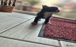 Mixed Breed cats for sale: 4 Mixed Breed Kittens  - Image 29