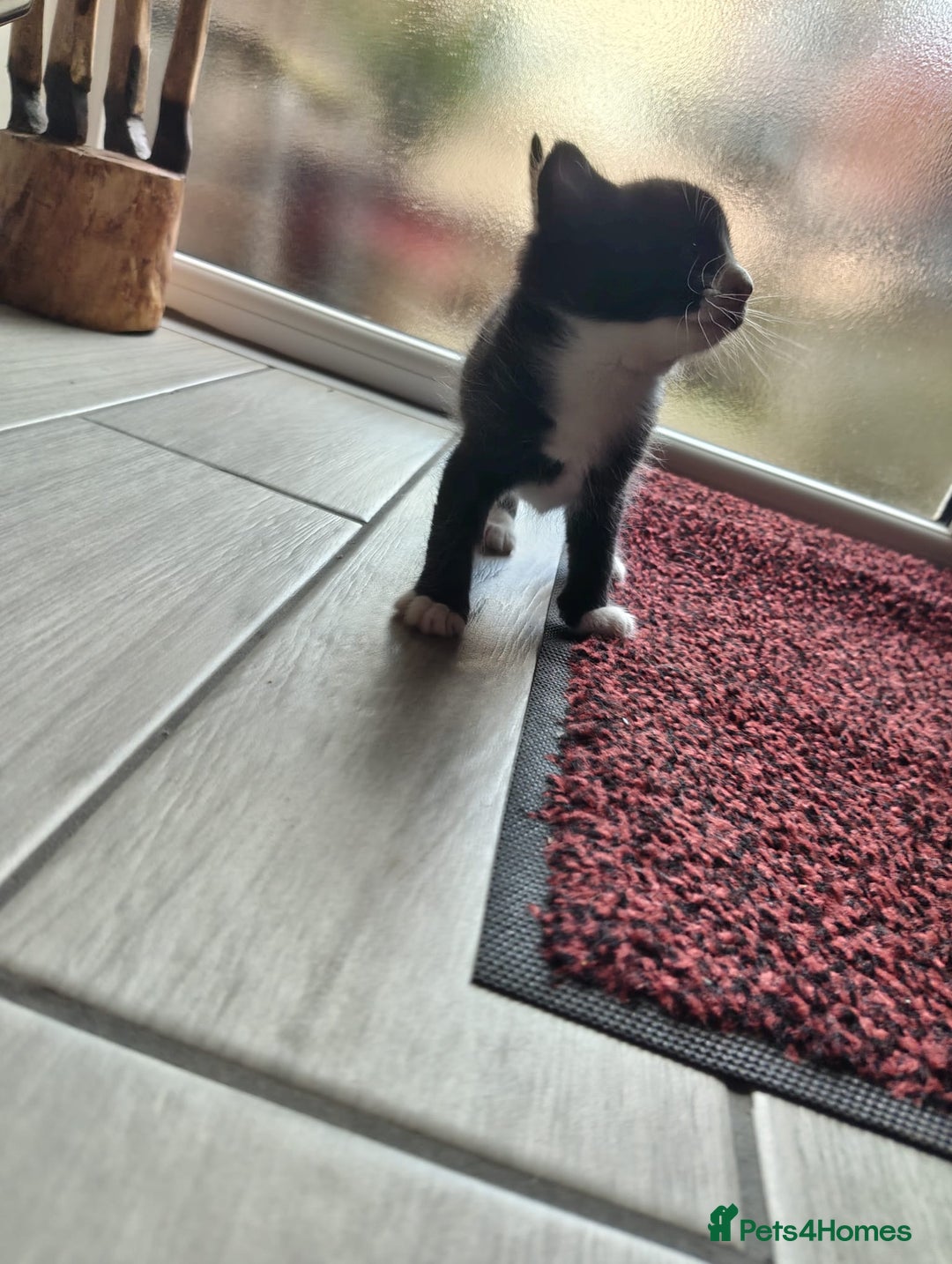 Mixed Breed cats for sale: 4 Mixed Breed Kittens  - Image 29
