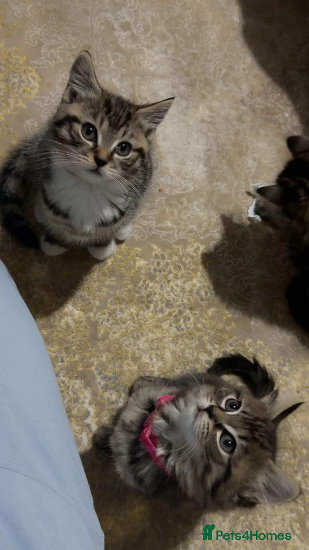 British Shorthair cats for sale: Kitten  - Advert 18