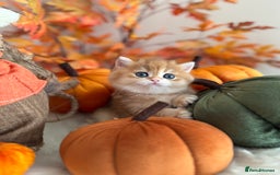 British Shorthair cats for sale: Blue Golden British Shorthair - Image 35