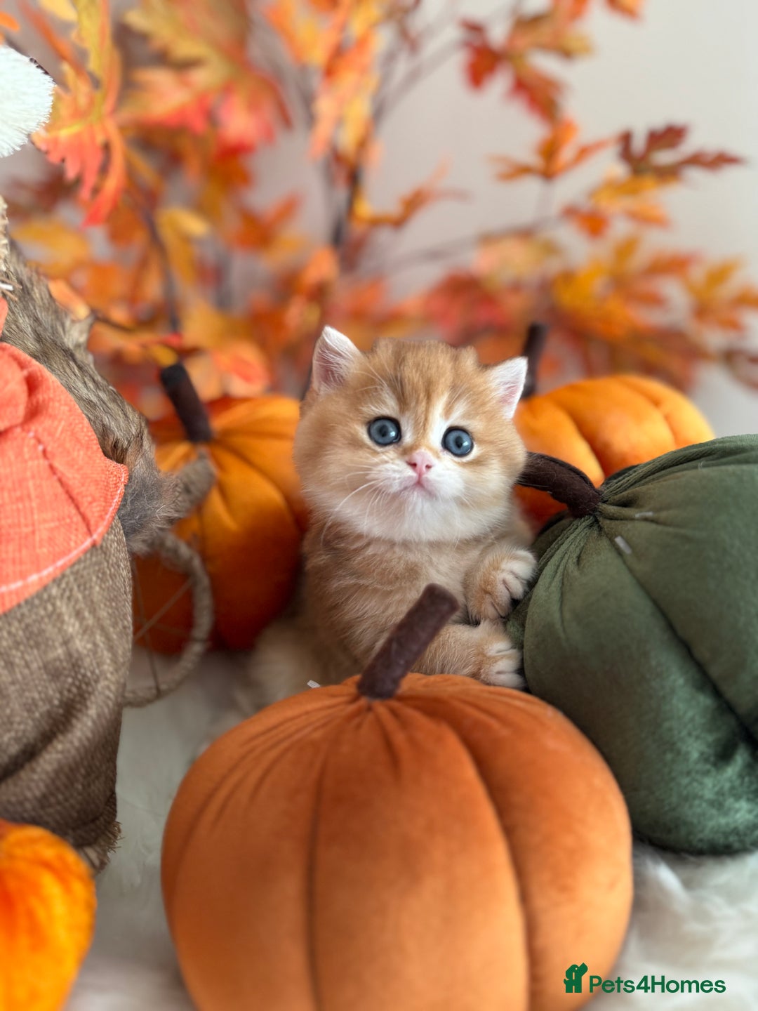 British Shorthair cats for sale: Blue Golden British Shorthair - Image 35