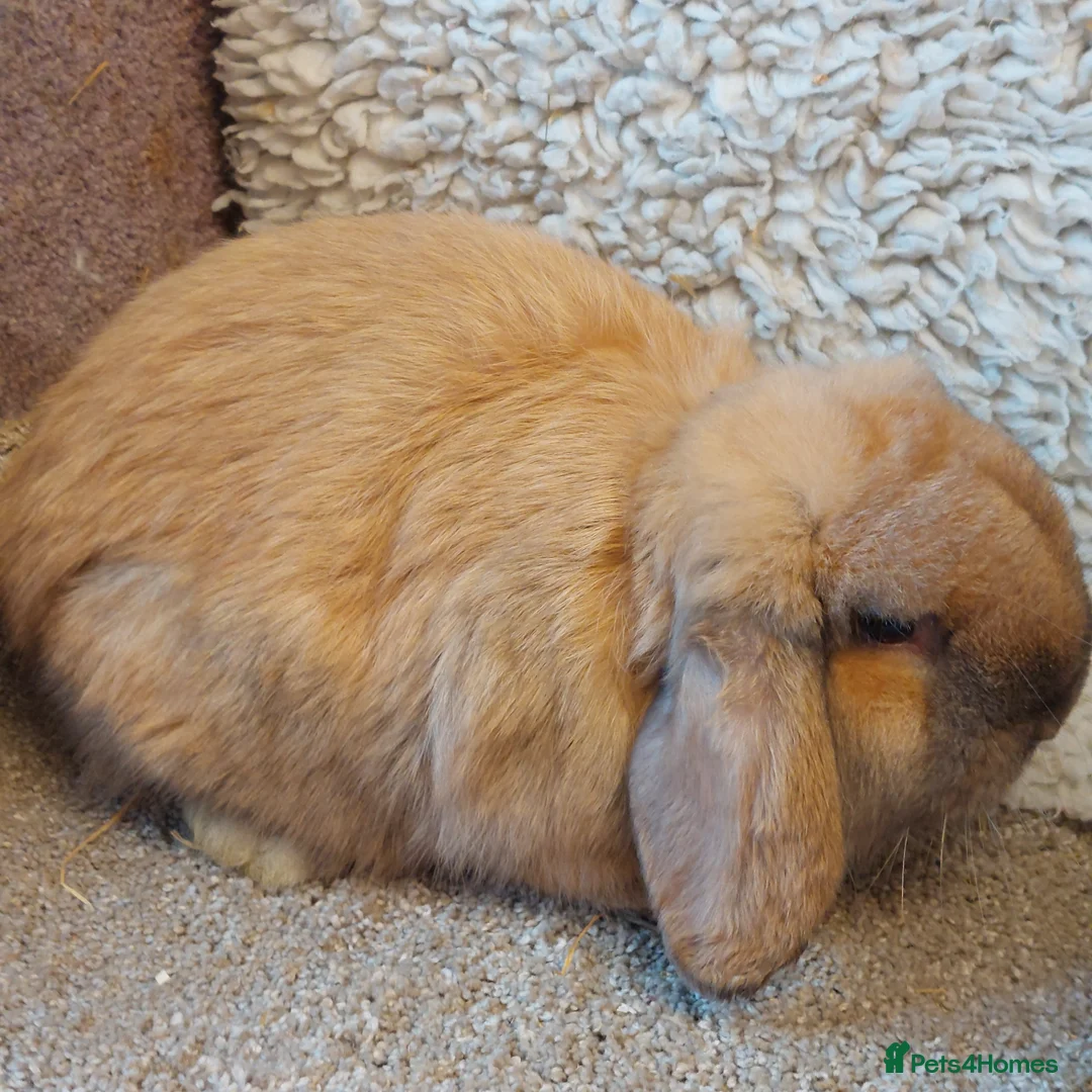 Mini Lop rabbits for sale:  Sold 2 Beautifull minilops  doe &buck - Advert 5