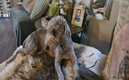 Bedlington Terrier dogs for sale: Bedlington terriers for sale  - Image 7