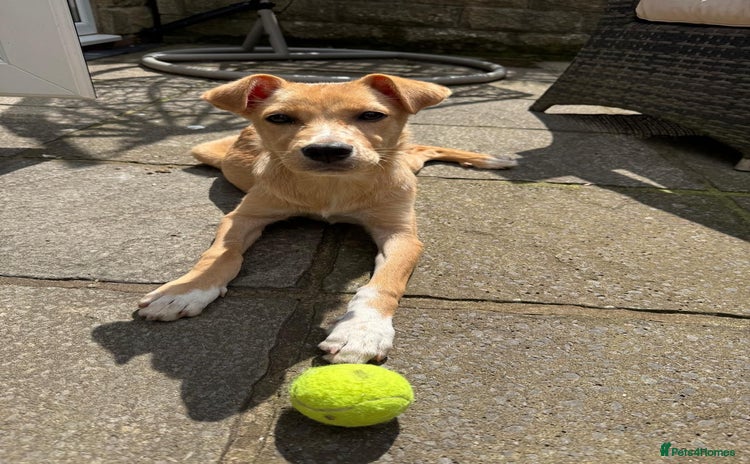 Mixed Breed dogs - Advert 15