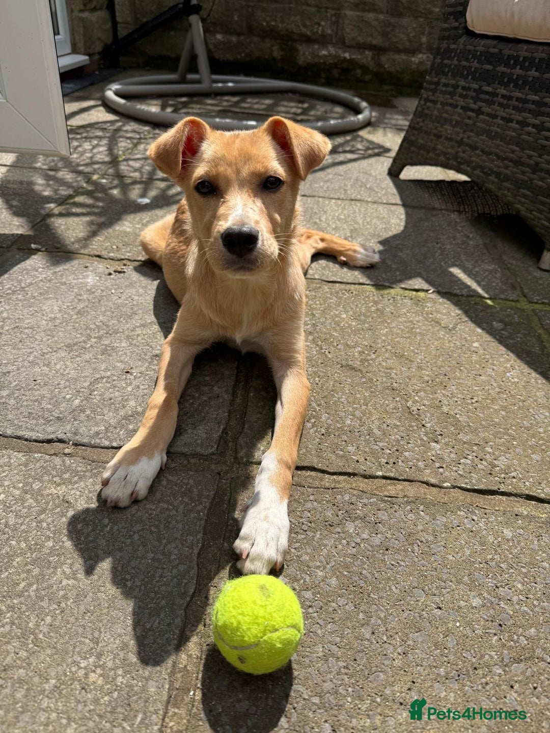Mixed Breed dogs for adoption: Ruby  - Image 1