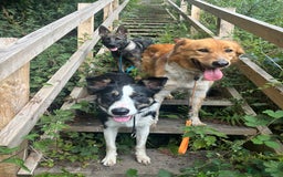 Canaan Dog dogs for sale: Roo - Canaan Dog Mix - Image 9
