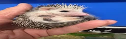 Pygmy Hedgehog rodents for sale: 8wk old APH babies various masks/ colours  - Advert 23