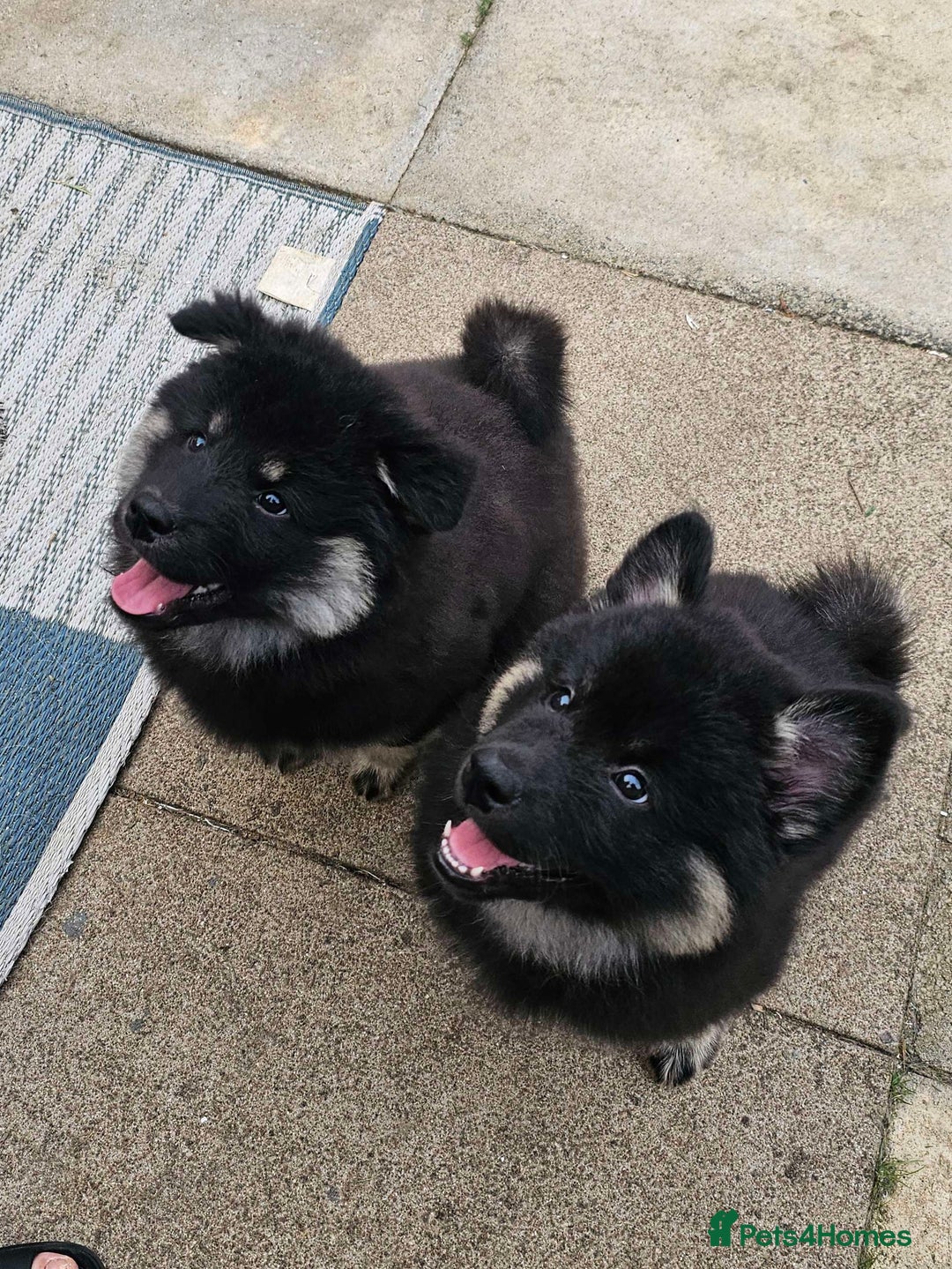 Eurasier dogs for sale: Eurasier Puppies KC Registered in Northampton - Image 6