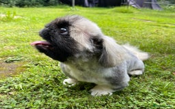 Pekingese dogs for sale: 🩵 KC reg Pekingese Puppy 🩵 - Image 8
