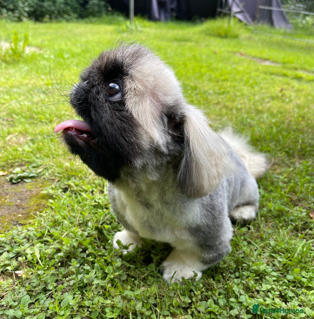 Pekingese dogs for sale: 🩵 KC reg Pekingese Puppy 🩵 - Image 8