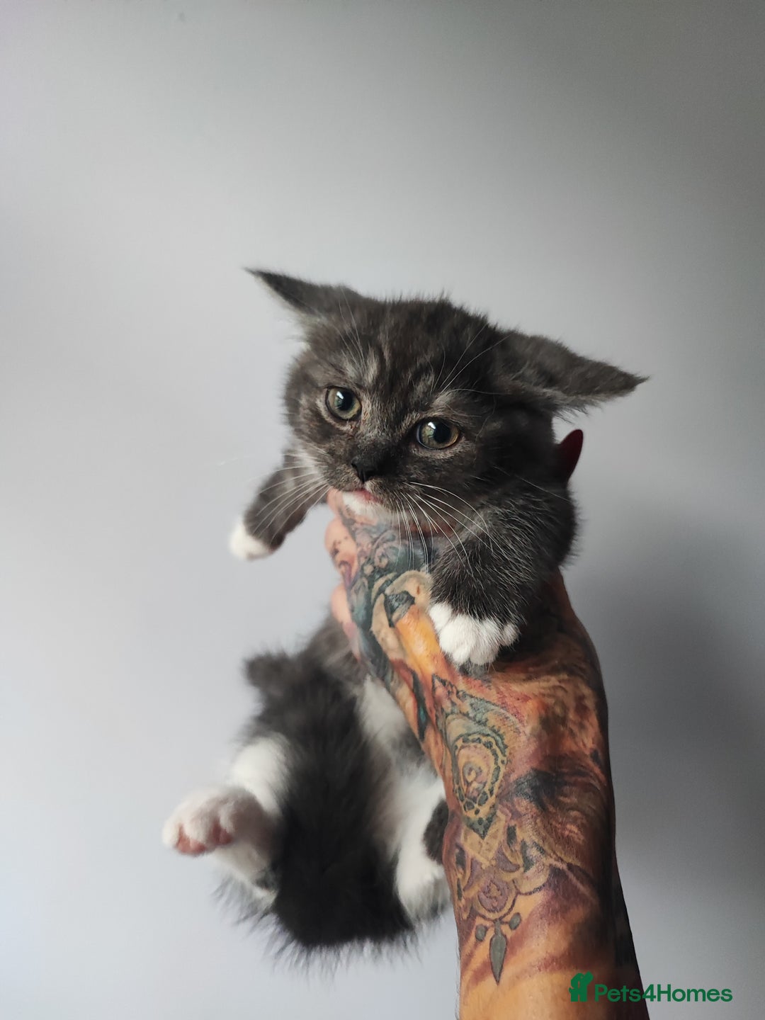 Devon Rex cats for sale: Munchkin x Devon rex  - Advert 20