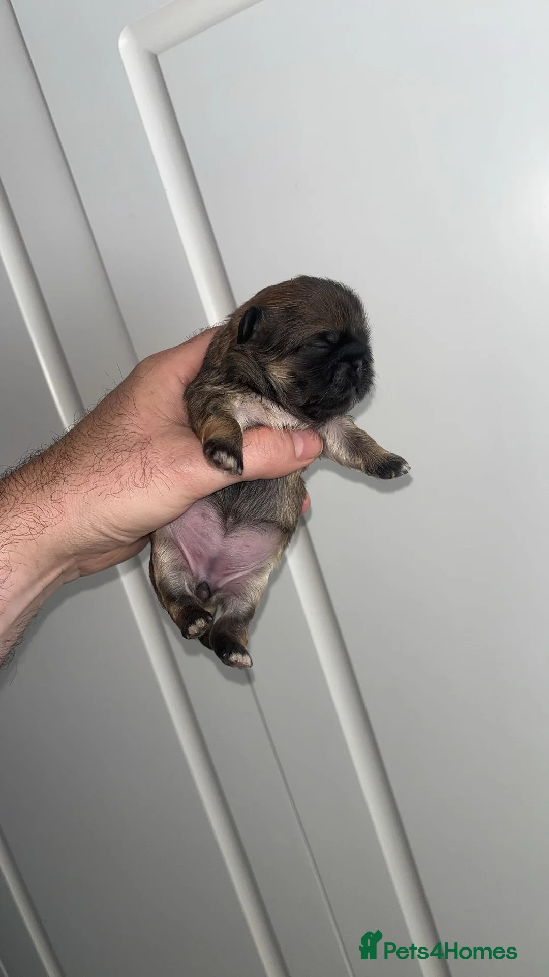 Pekingese dogs for sale: Stunning high quality Pekingese puppies  - Advert 39