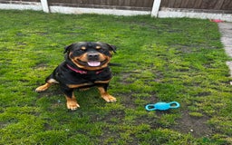 Rottweiler dogs for stud: 2.5 year old Rottweiler for stud  - Image 5