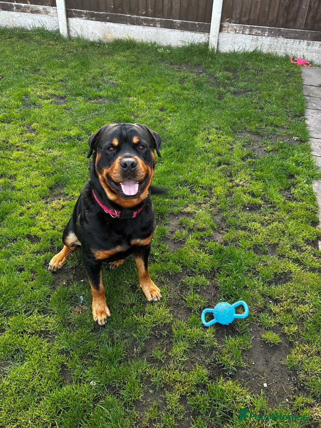 Rottweiler dogs for stud: 2.5 year old Rottweiler for stud  - Image 5