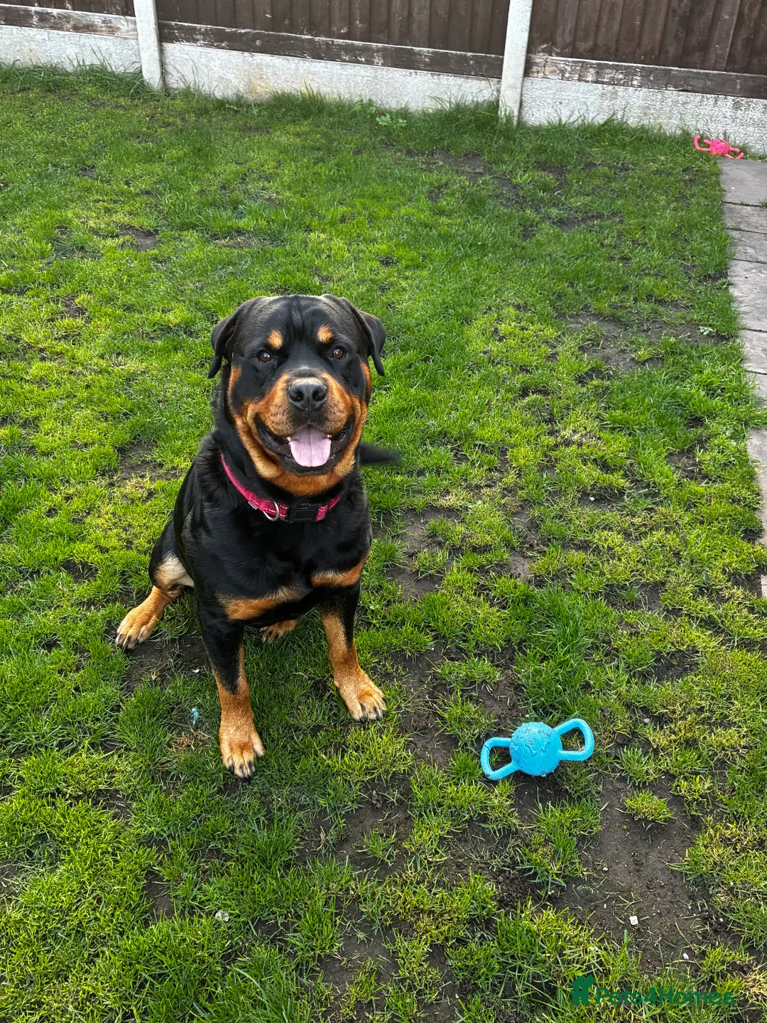 Rottweiler dogs for stud: 2.5 year old Rottweiler for stud  - Advert 5