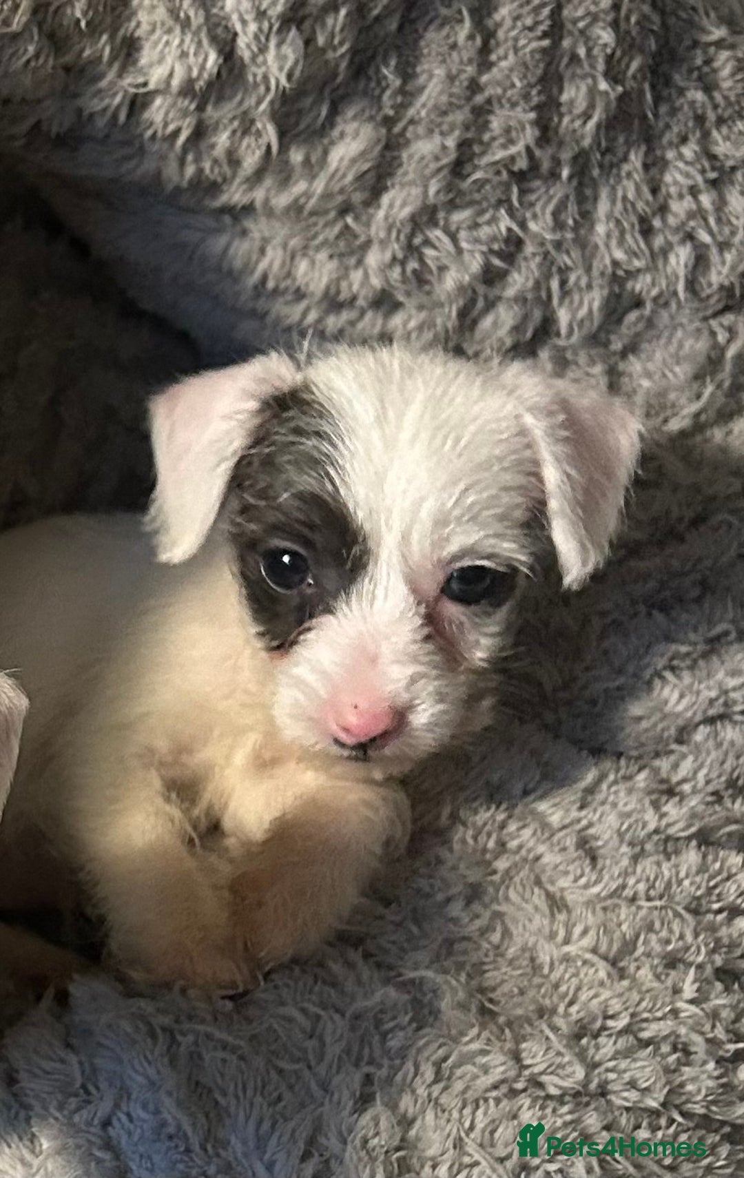 Mixed Breed dogs for sale: Jack cross sausage  - Advert 3