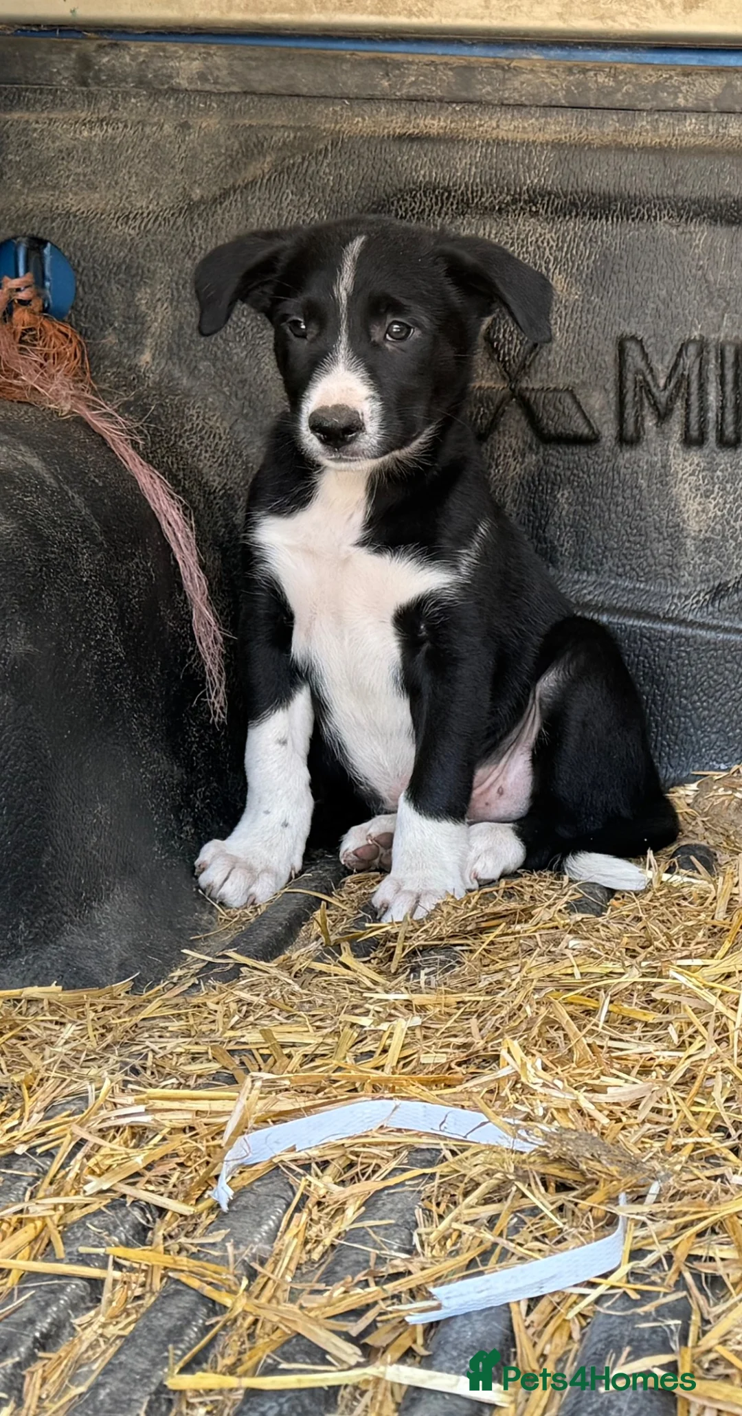 Mixed Breed dogs for sale: 3 Border collie pups  - Advert 6