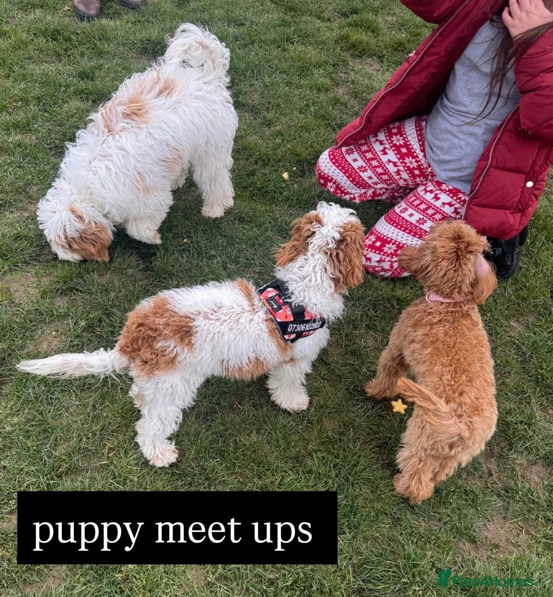 Cavapoo dogs for sale: Stunning Cavapoochon’s for sale (2 left) - Advert 22