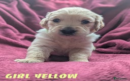 Golden Retriever dogs for sale: Stunning pure-breed Golden Retriever puppies - Image 9