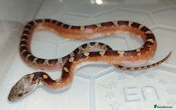 Corn Snake reptiles for sale: 2025 Scaleless cornsnakes  - Image 8