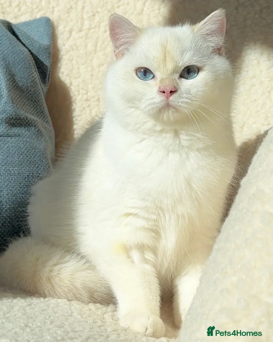 British Shorthair cats Exceptional Golden British Shorthair – NY 11 33 - Advert 2