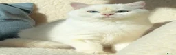 British Shorthair cats for sale: Exceptional Golden British Shorthair – NY 11 33 - Advert 1