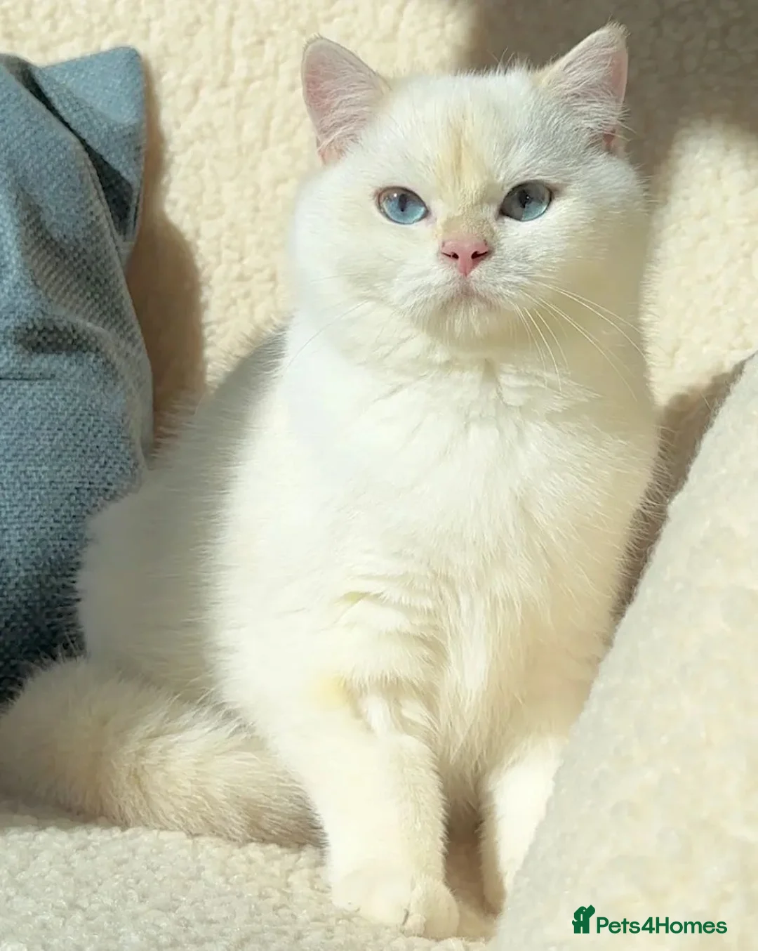 British Shorthair cats for sale: Exceptional Golden British Shorthair – NY 11 33 - Advert 1