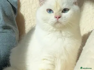 British Shorthair cats Exceptional Golden British Shorthair – NY 12 33 - Advert 16