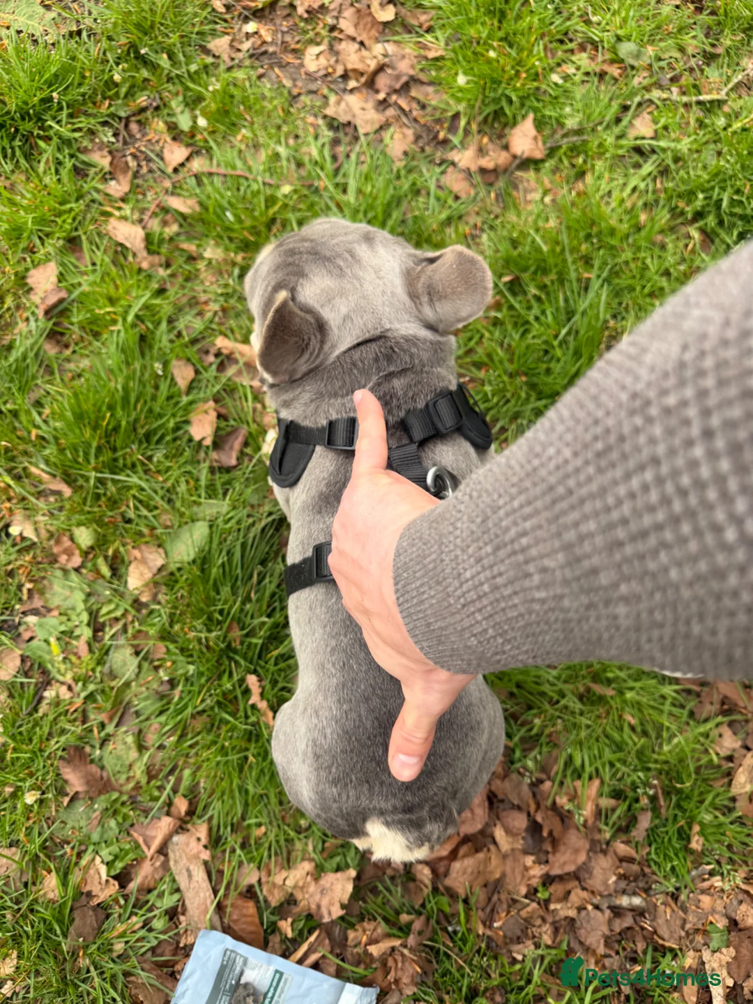 French Bulldog dogs for stud: Valentino Premium Kennel Club Micro Stud Available - Advert 7