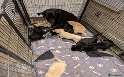 Labrador Retriever dogs for sale: Labrador Retriver Pupies For Sale - Image 2