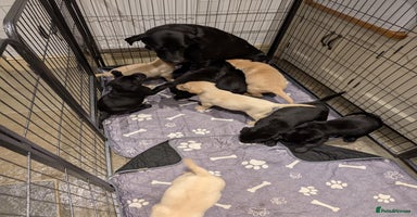 Labrador Retriever dogs - Advert 2