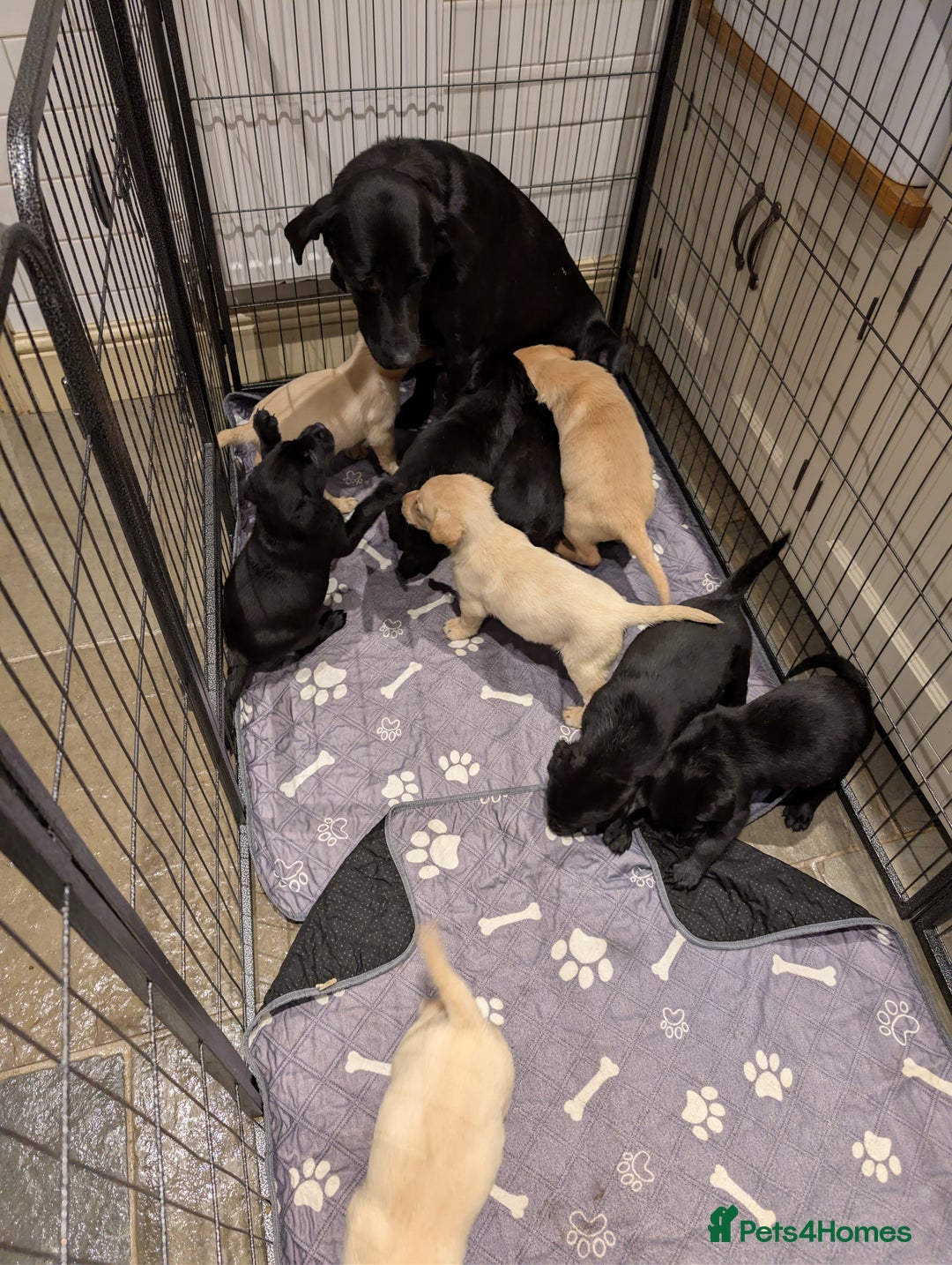 Labrador Retriever dogs for sale: Labrador Retriver Pupies For Sale - Image 2