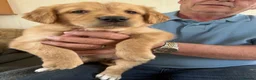 Golden Retriever dogs for sale: Stunning golden retriever puppies  - Advert 5