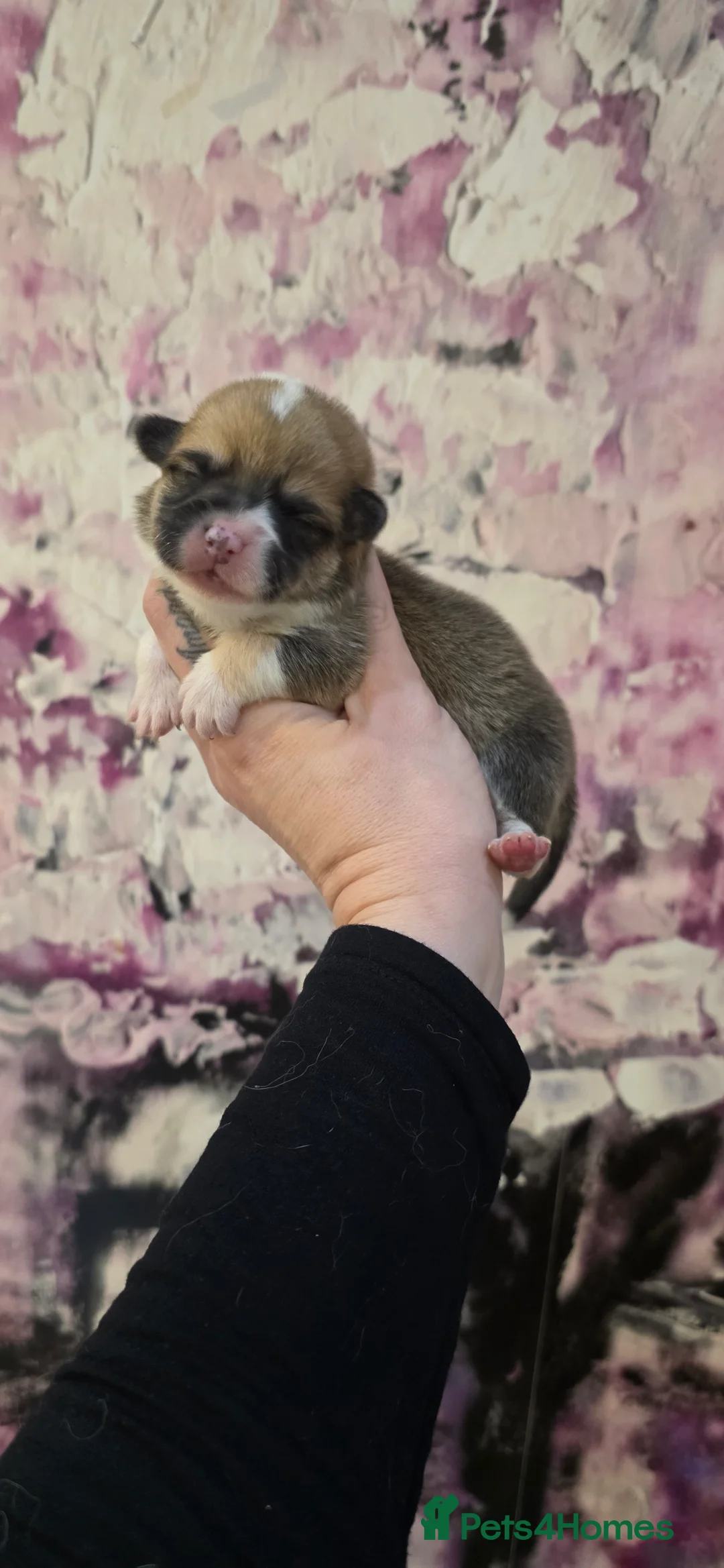 Welsh Corgi Pembroke dogs for sale: Outstanding Welsh Pembroke Corgi Puppies - Advert 9