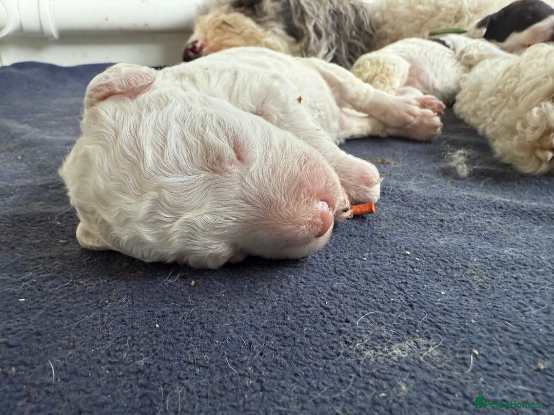 Labradoodle dogs for sale: Therapy breeder 5th gen miniature F1bbbb - Image 20
