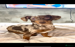 Miniature Dachshund dogs for stud: 💥FIRST TIME DAPPLE STUD💥 - Image 6
