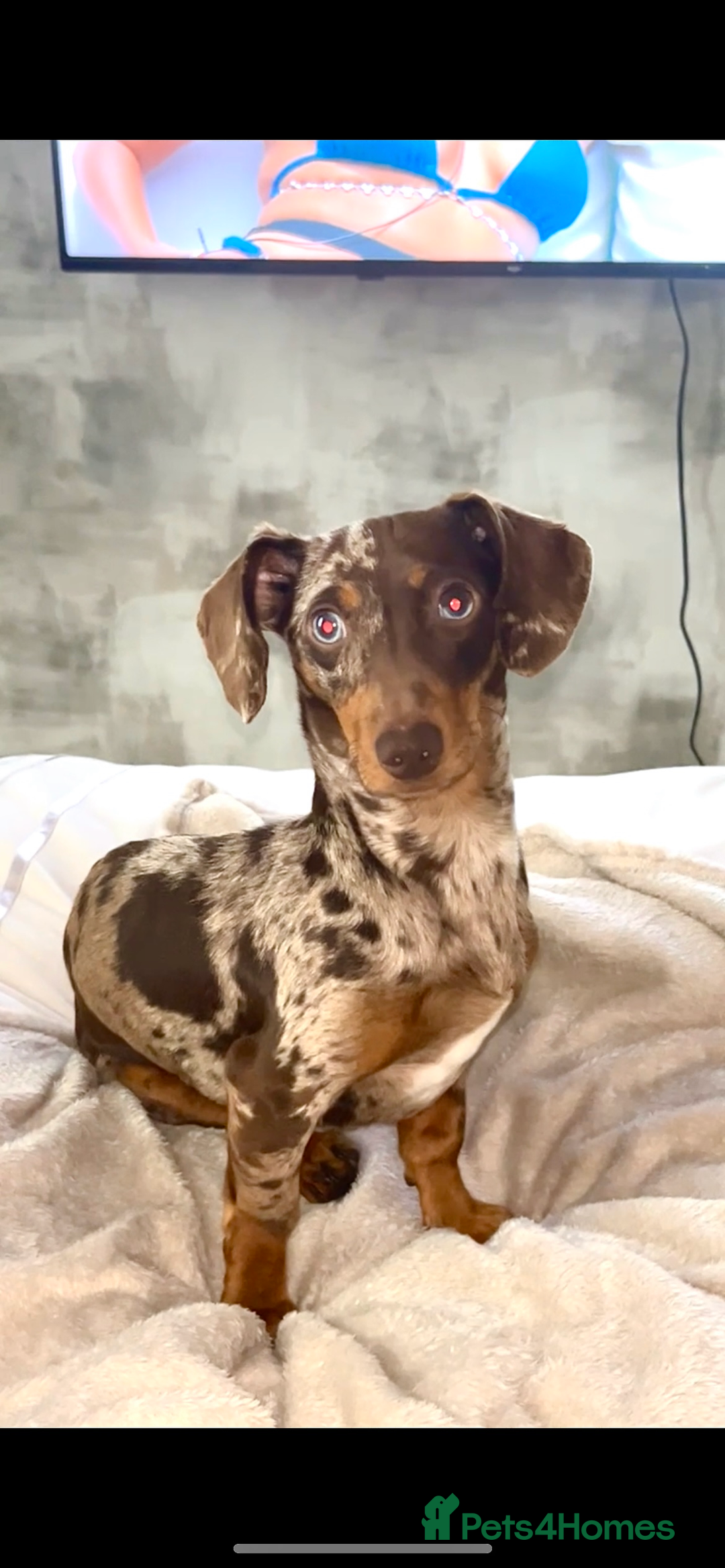 Miniature Dachshund dogs for stud: 💥FIRST TIME DAPPLE STUD💥 - Image 6