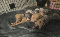 Italian Greyhound dogs for sale: ItalianGreyhound Puppies Ready4Their Forever Homes - Image 5