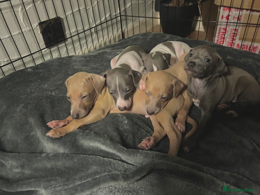 Italian Greyhound dogs for sale: ItalianGreyhound Puppies Ready4Their Forever Homes - Image 5